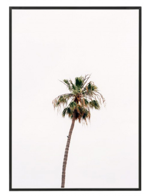Fotografía "Palm beach"