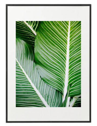 Fotografía "Palm leaves"