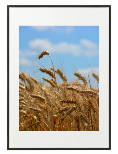 Fotografía "Yellow wheat...