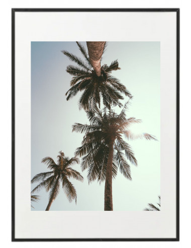 Fotografía "Three palm trees"